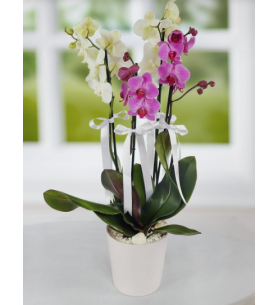4 Dal Beyaz ve Mor Orkide Çiçeği